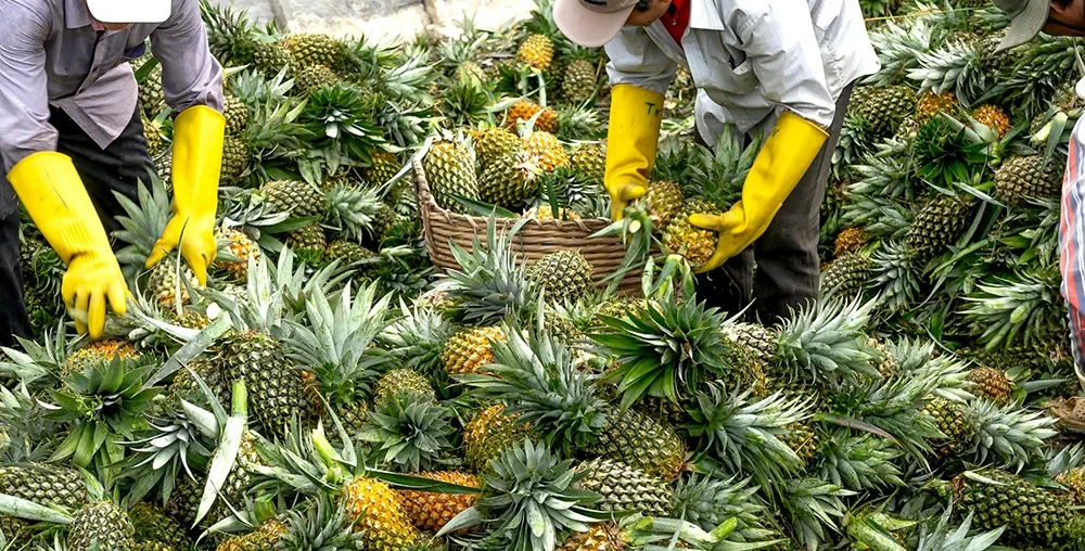 Organic farms avoid toxic inputs, improve soil health, grow clean, sustainable food that supports nature.